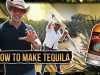 HOW TEQUILA IS MADE